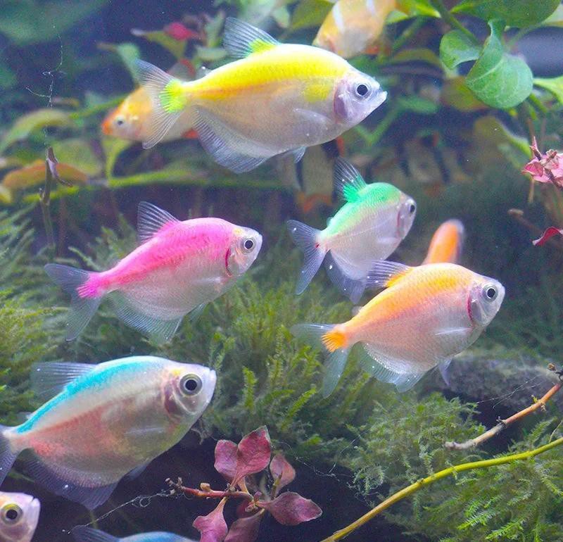 三穗水族店【三穗縣水族市場的規模有多大】