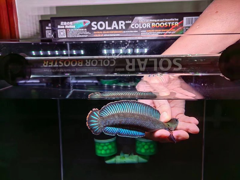 為什么國內繁殖不了巴卡雷龍【國內難以成功繁殖巴卡雷龍的原因涉及多方面因素】