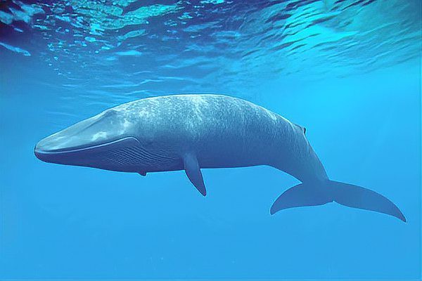 世界上最大的十種鯨魚排名【世界上最大的十種鯨魚】