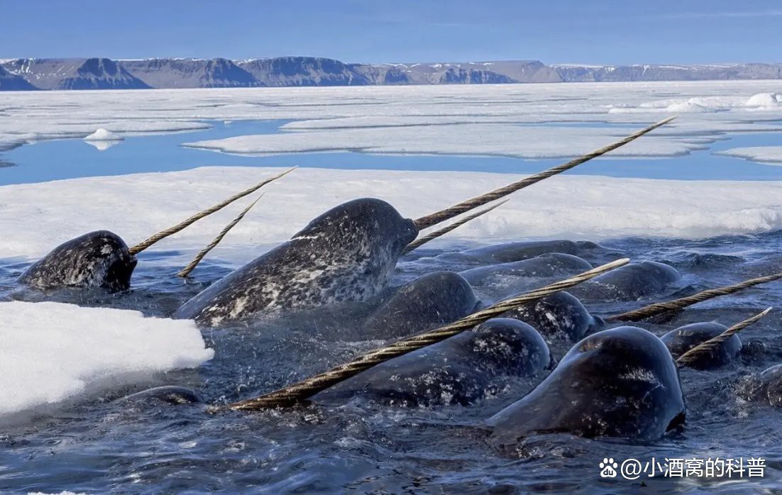 世界上最大的十種鯨魚排名【世界上最大的十種鯨魚】