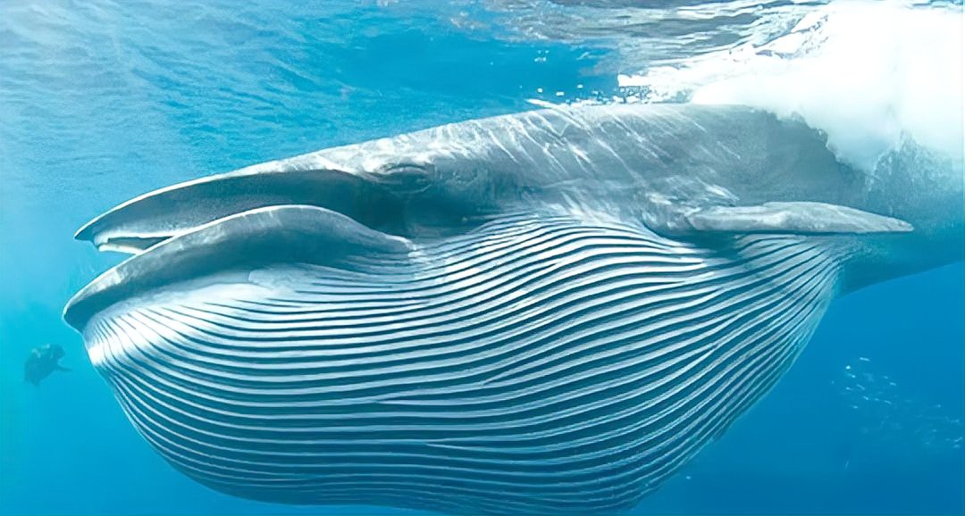 世界上最大的十種鯨魚排名【世界上最大的十種鯨魚】