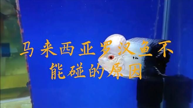 馬來西亞羅漢魚不能碰的原因【羅漢魚不能碰的原因思想共振】