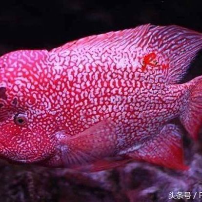 馬來西亞羅漢魚不能碰的原因【羅漢魚不能碰的原因思想共振】