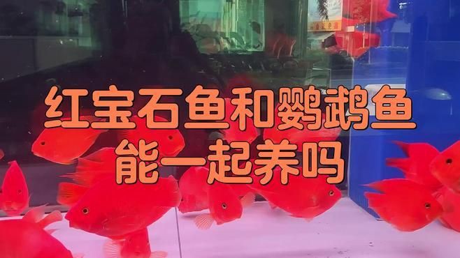 紅寶石魚(yú)和什么魚(yú)混養(yǎng)【紅寶石魚(yú)可以和什么魚(yú)一起養(yǎng)】