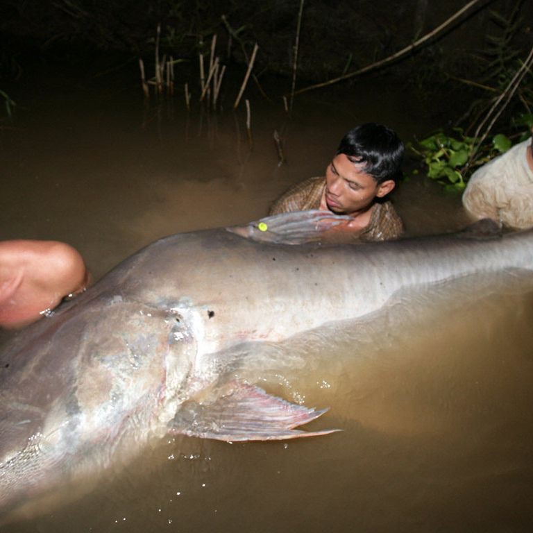 湄公河巨鯰【湄公河大鯰,巨型鯰魚】 湄公河巨鯰【湄公河大鯰,巨型鯰魚】 龍魚百科 第3張