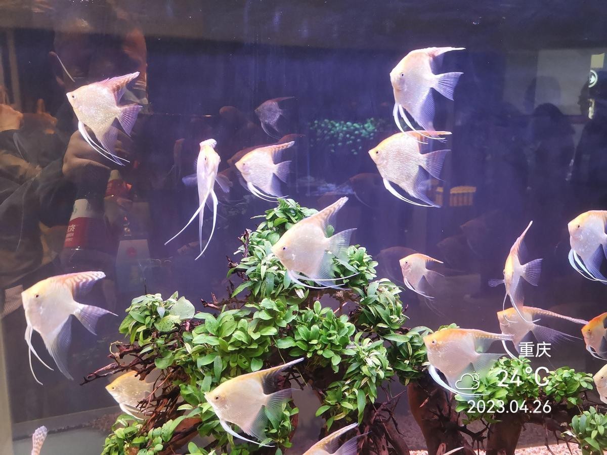 江北水族店【南京江北新區(qū)的藍悅觀賞魚水族館】