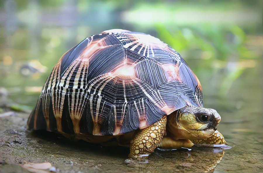 什么生肖的人不能養(yǎng)龜【屬兔人養(yǎng)龜?shù)穆?jié)奏而發(fā)怒7,屬兔人不宜養(yǎng)龜?shù)恼f(shuō)法】