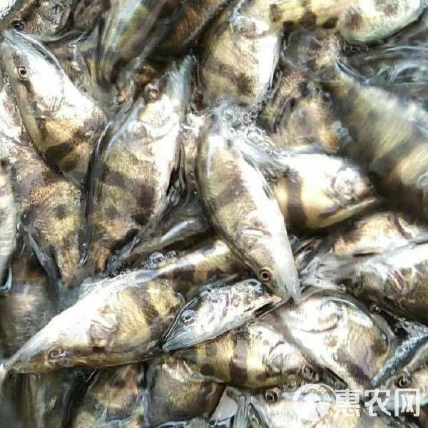 有哪些可靠的桂魚苗供應商？【如何選擇桂魚苗供應商】