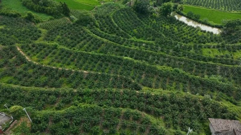 江油龍魚店【江油龍魚店哪家口碑最好】