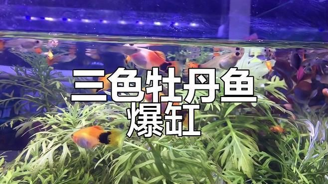 牡丹魚三色【三色牡丹魚的飼養方法】