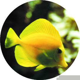 魚身體充血是怎么回事【魚身上充血怎么辦】