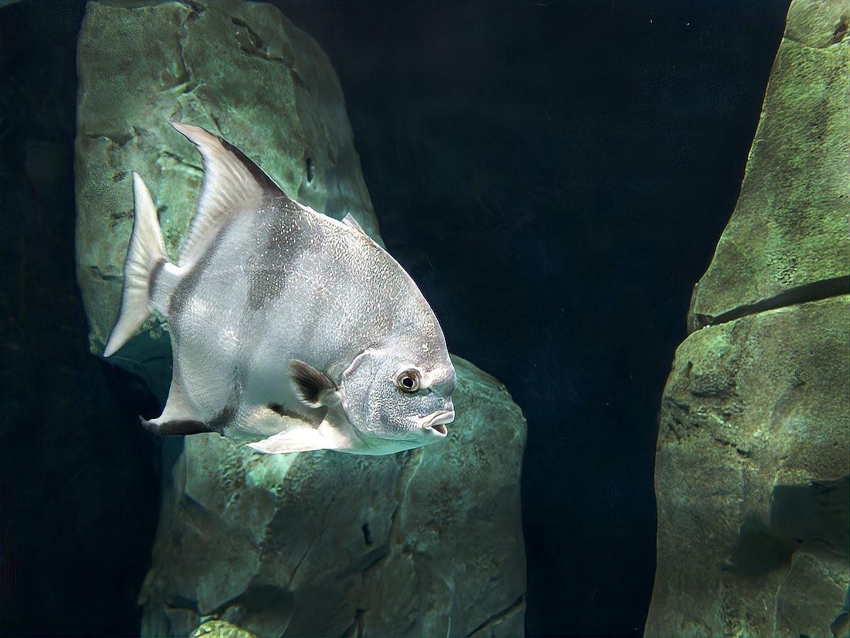潛水艇魚怎么分辨公母【潛水艇魚性別鑒別】