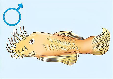 潛水艇魚怎么分辨公母【潛水艇魚性別鑒別】