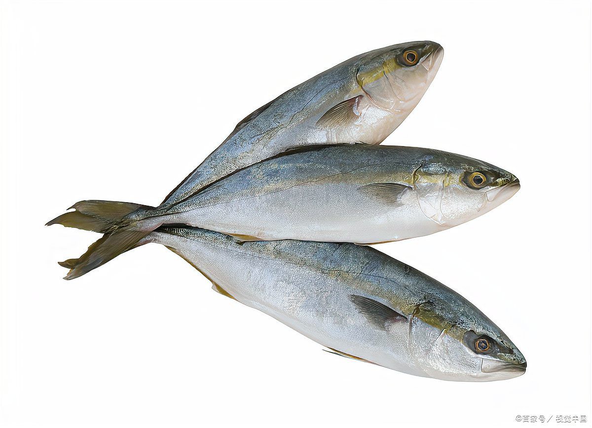 潛水艇魚怎么分辨公母【潛水艇魚性別鑒別】