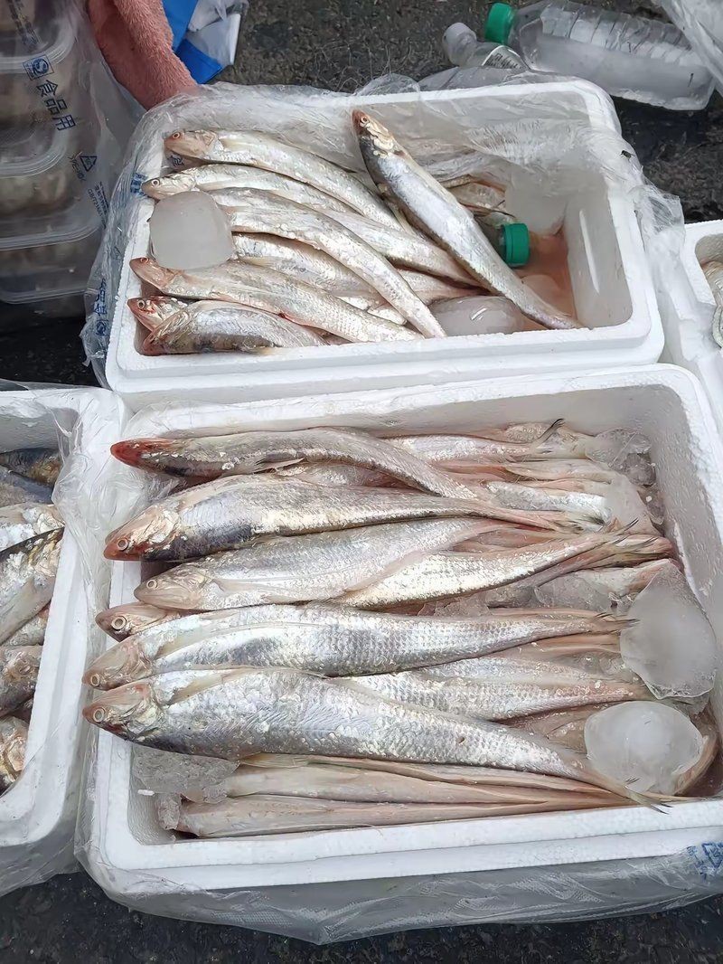 河刀魚目前市場價多少一斤【2018年8月1日青島市河刀魚價格行情走勢】