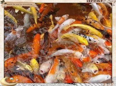 三種人不宜養(yǎng)黑金魚(yú)【《三種人不宜養(yǎng)黑金魚(yú)》三類(lèi)人群為何不適合養(yǎng)魚(yú)】