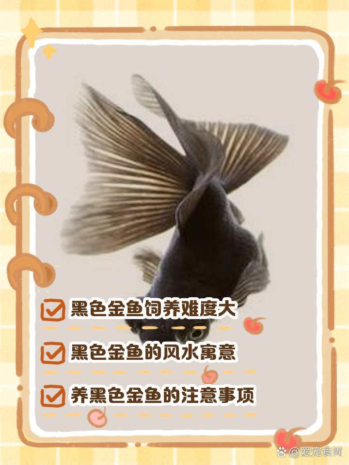 三種人不宜養(yǎng)黑金魚(yú)【《三種人不宜養(yǎng)黑金魚(yú)》三類(lèi)人群為何不適合養(yǎng)魚(yú)】