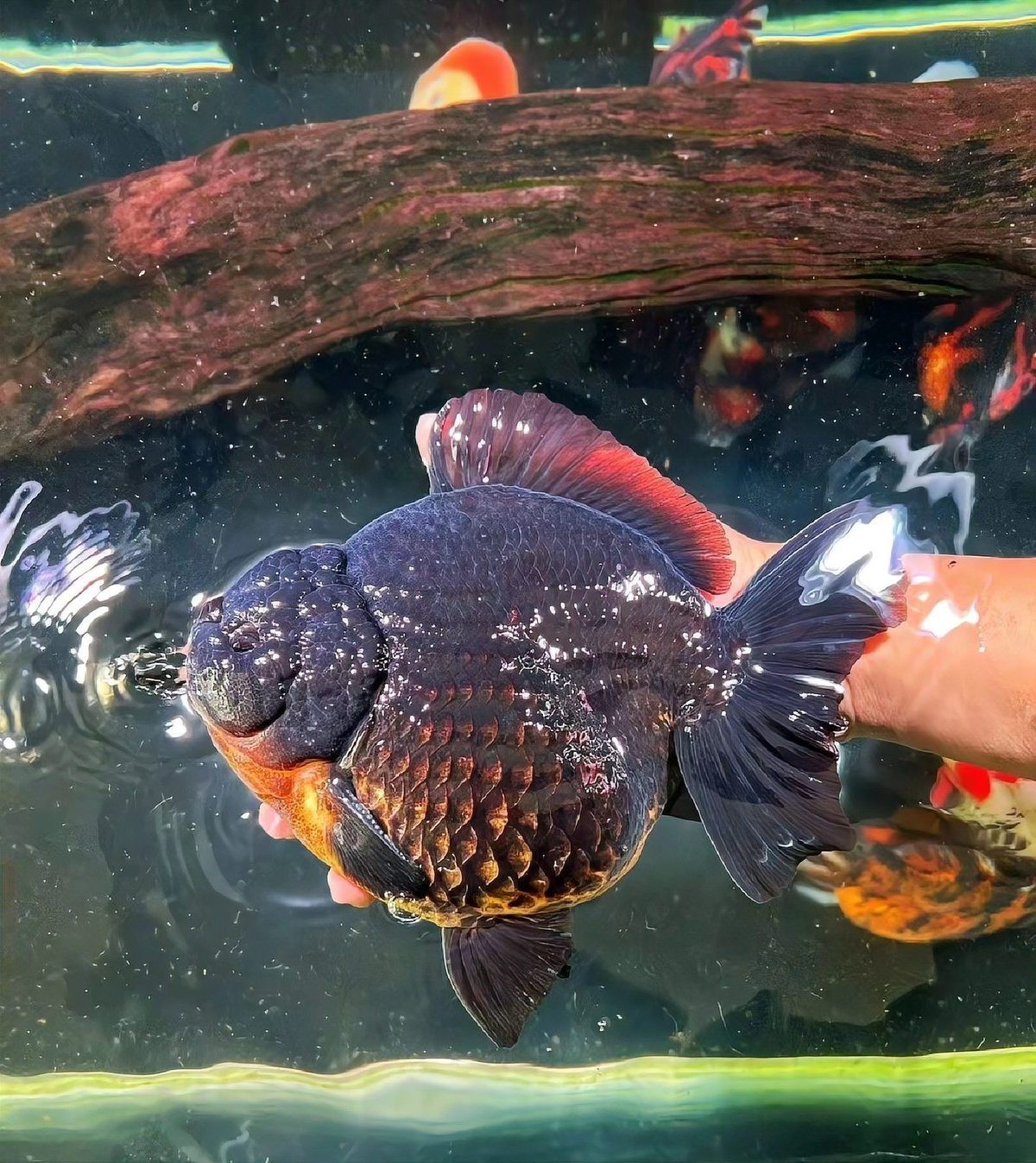 三種人不宜養(yǎng)黑金魚(yú)【《三種人不宜養(yǎng)黑金魚(yú)》三類(lèi)人群為何不適合養(yǎng)魚(yú)】