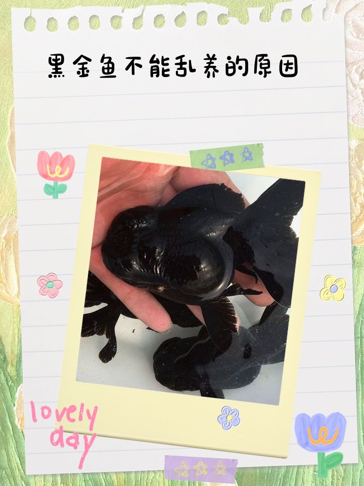 三種人不宜養(yǎng)黑金魚(yú)【《三種人不宜養(yǎng)黑金魚(yú)》三類(lèi)人群為何不適合養(yǎng)魚(yú)】