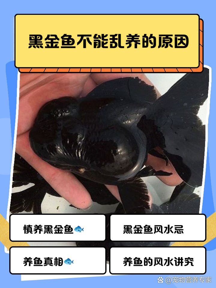 三種人不宜養(yǎng)黑金魚(yú)【《三種人不宜養(yǎng)黑金魚(yú)》三類(lèi)人群為何不適合養(yǎng)魚(yú)】