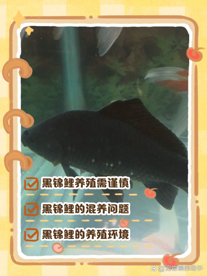 三種人不宜養(yǎng)黑金魚(yú)【《三種人不宜養(yǎng)黑金魚(yú)》三類(lèi)人群為何不適合養(yǎng)魚(yú)】