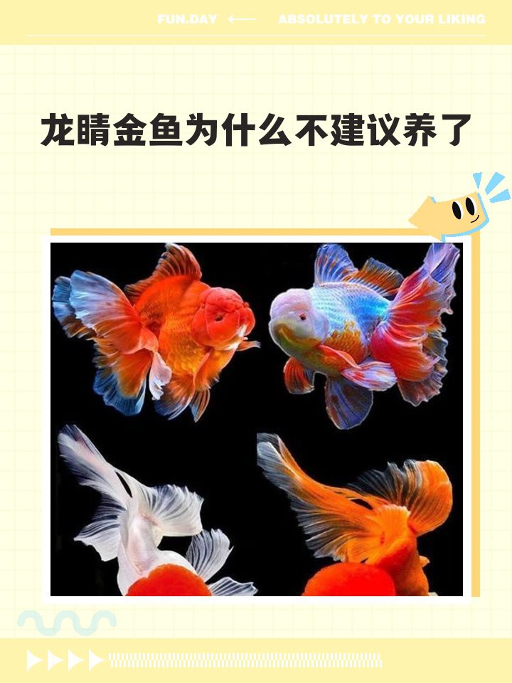 三種人不宜養(yǎng)黑金魚(yú)【《三種人不宜養(yǎng)黑金魚(yú)》三類(lèi)人群為何不適合養(yǎng)魚(yú)】