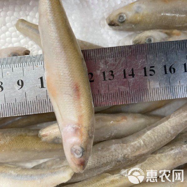 小龍魚一般多少元【小龍魚價格一般多少錢？】