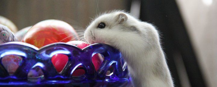 小龍魚一般多少元【小龍魚價格一般多少錢？】