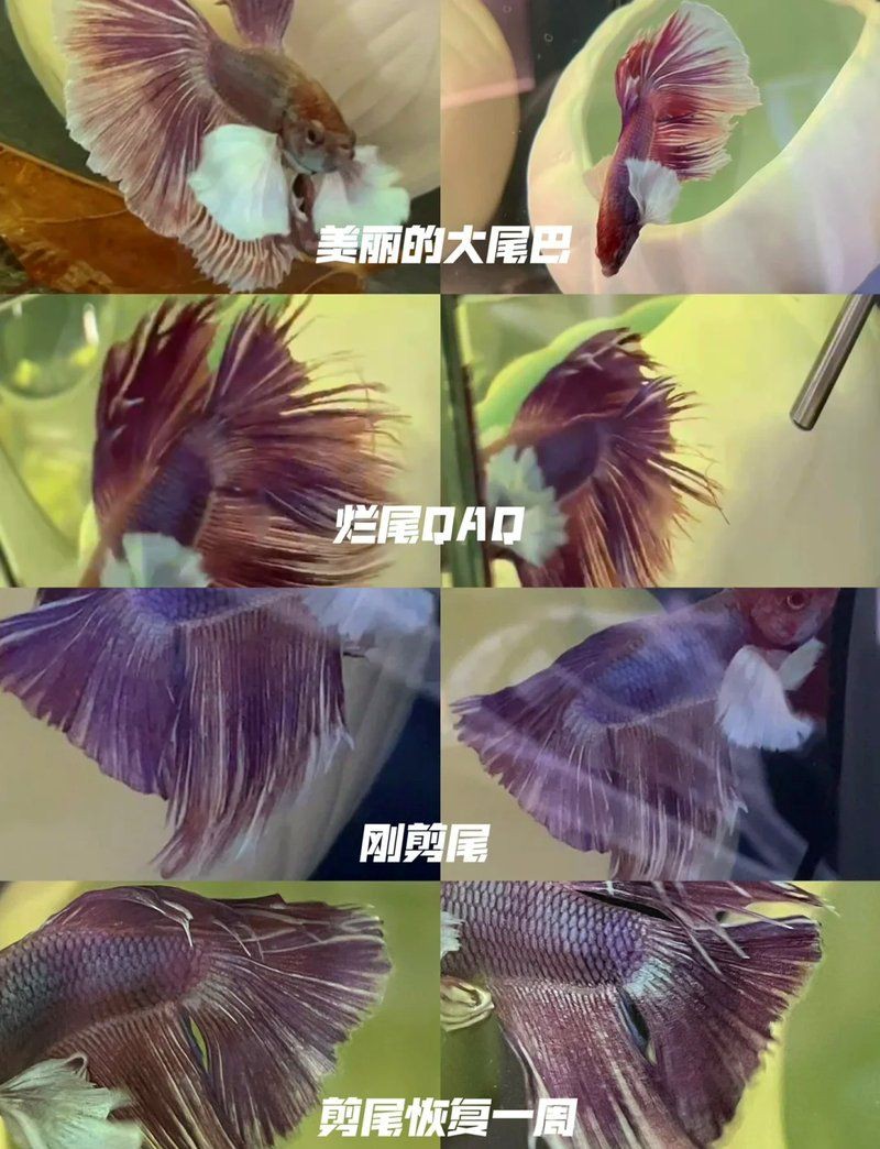 魚爛尾會自愈嗎【如何判斷魚爛尾病的發生】