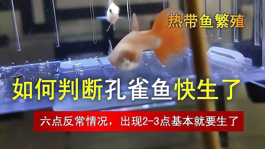 母魚下崽前兆是怎樣的【如何判斷孔雀魚母魚生小魚的三大征兆】