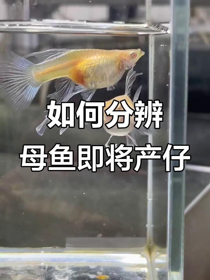 母魚下崽前兆是怎樣的【如何判斷孔雀魚母魚生小魚的三大征兆】