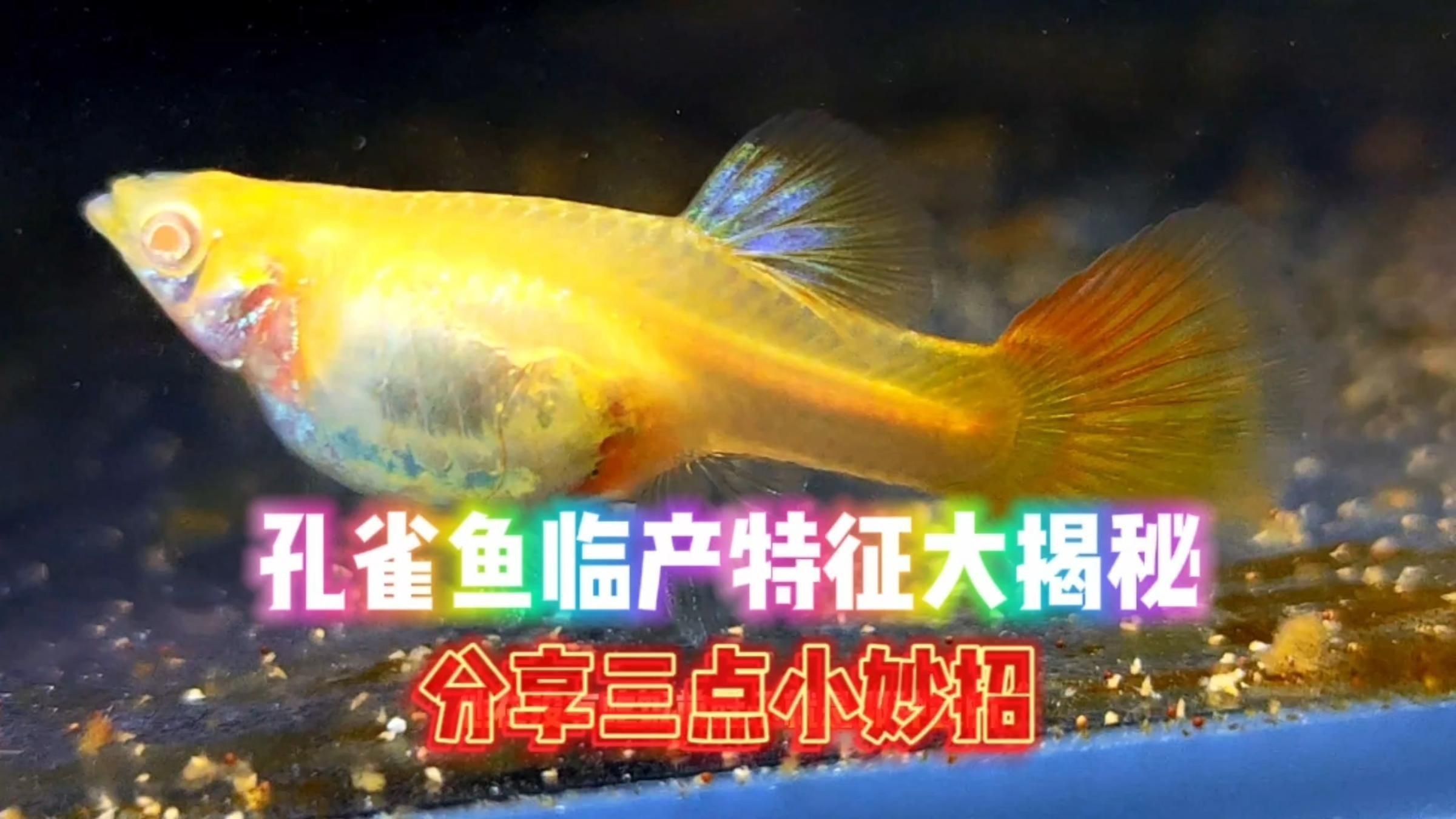 母魚下崽前兆是怎樣的【如何判斷孔雀魚母魚生小魚的三大征兆】
