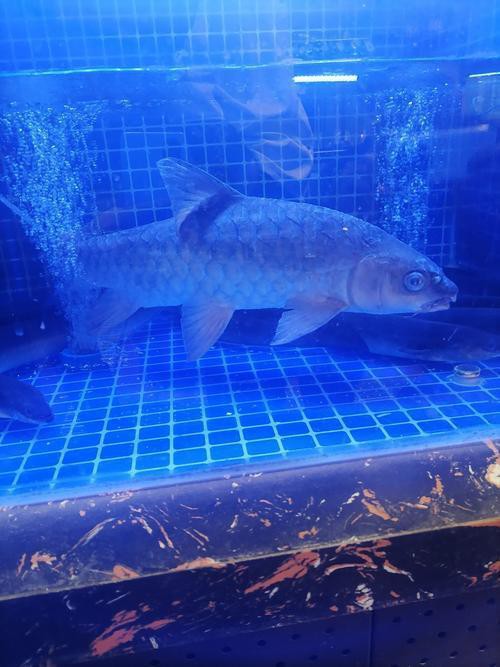 世界上最貴淡水魚忘不了【《殊香味\最貴淡水魚關(guān)聯(lián)，這“忘不了”】