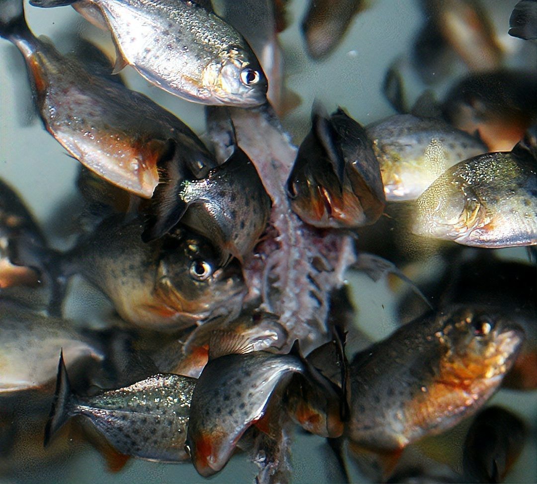 電鰻vs食人魚【電鰻與食人魚的關系】