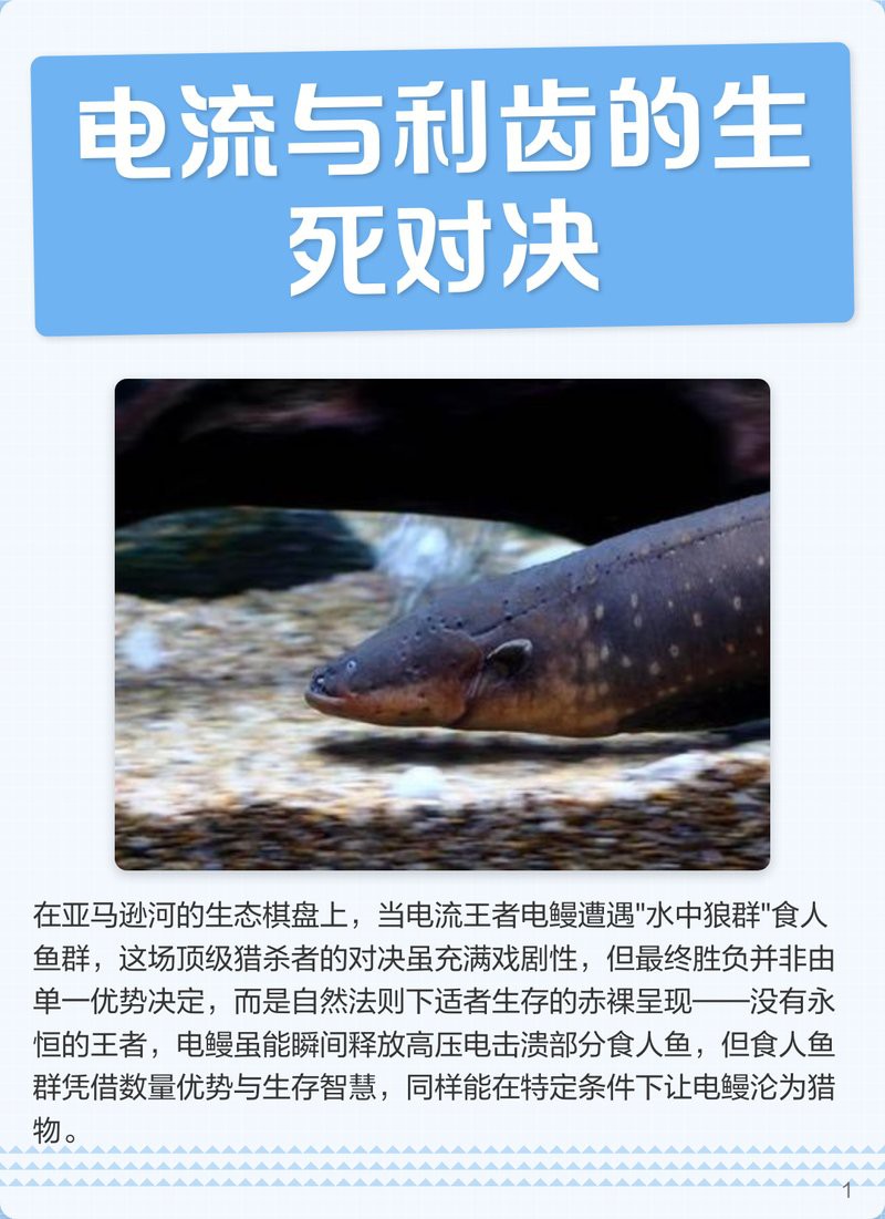 電鰻vs食人魚【電鰻與食人魚的關系】