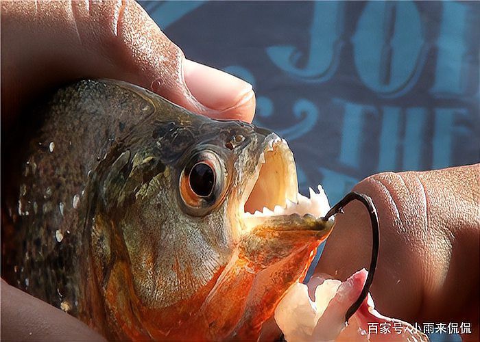 電鰻vs食人魚【電鰻與食人魚的關系】