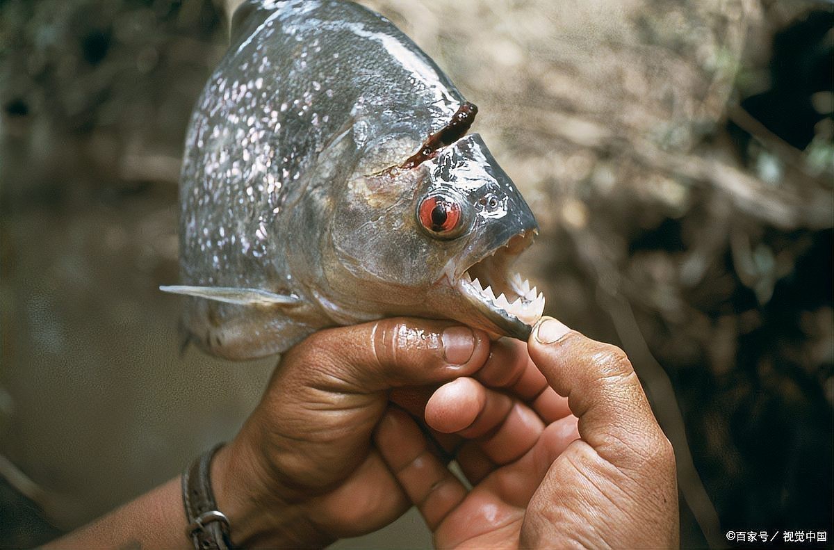 電鰻vs食人魚【電鰻與食人魚的關系】