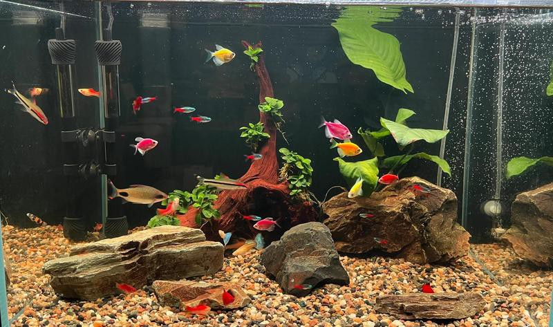 前鋒水族店【廣安前鋒區云貴水族館】