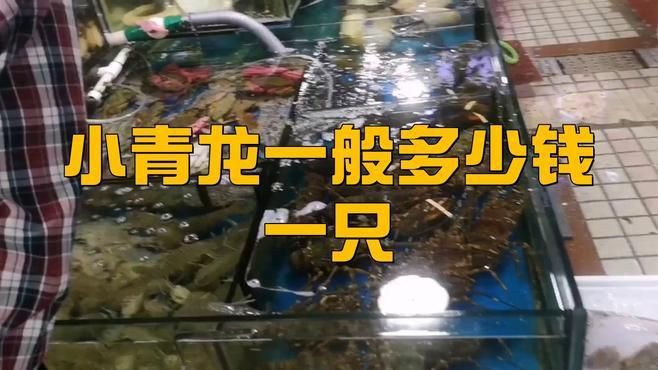 青龍魚(yú)多少錢一條【小青龍一般多少錢一只】