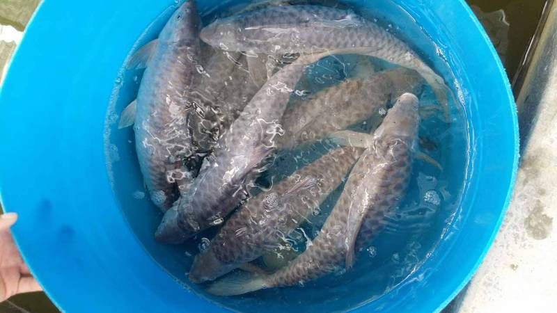 馬來西亞忘不了魚【《馬來西亞忘不了魚》聚焦于馬來西亞獨特的魚類——忘不了魚】