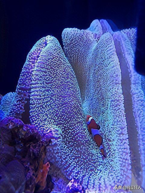 提供幾張菌鰓和蟲鰓的圖片對比【《菌鰓與蟲鰓圖片對比摘要》】