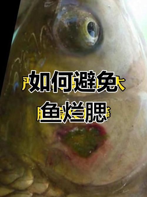 提供幾張菌鰓和蟲鰓的圖片對比【《菌鰓與蟲鰓圖片對比摘要》】