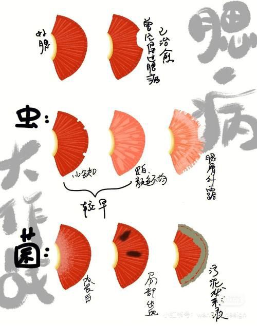 提供幾張菌鰓和蟲鰓的圖片對比【《菌鰓與蟲鰓圖片對比摘要》】