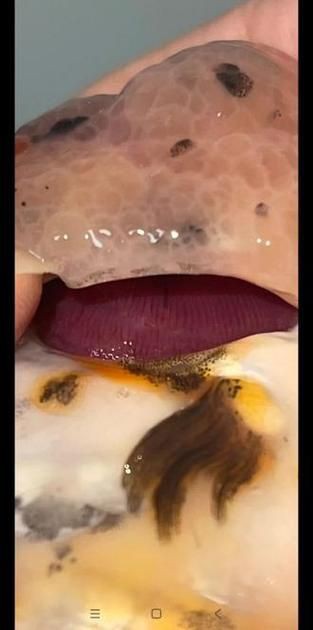 提供幾張菌鰓和蟲鰓的圖片對比【《菌鰓與蟲鰓圖片對比摘要》】