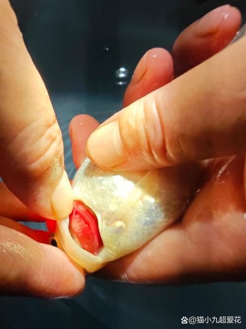 提供幾張菌鰓和蟲鰓的圖片對比【《菌鰓與蟲鰓圖片對比摘要》】