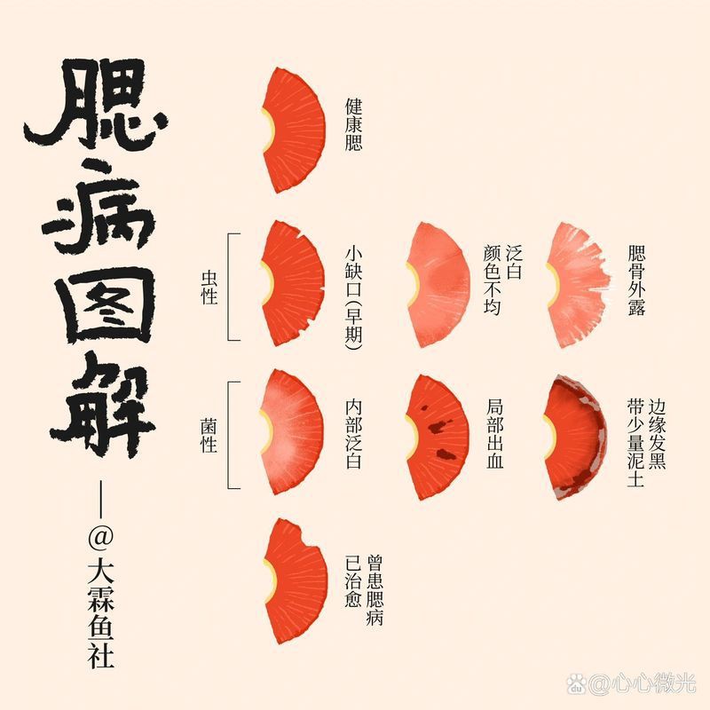 提供幾張菌鰓和蟲鰓的圖片對比【《菌鰓與蟲鰓圖片對比摘要》】