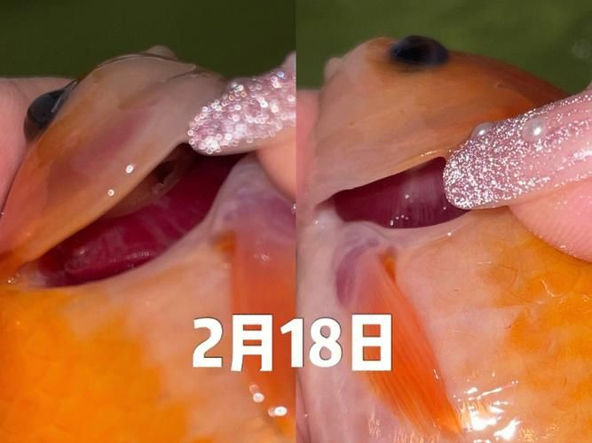 提供幾張菌鰓和蟲鰓的圖片對比【《菌鰓與蟲鰓圖片對比摘要》】