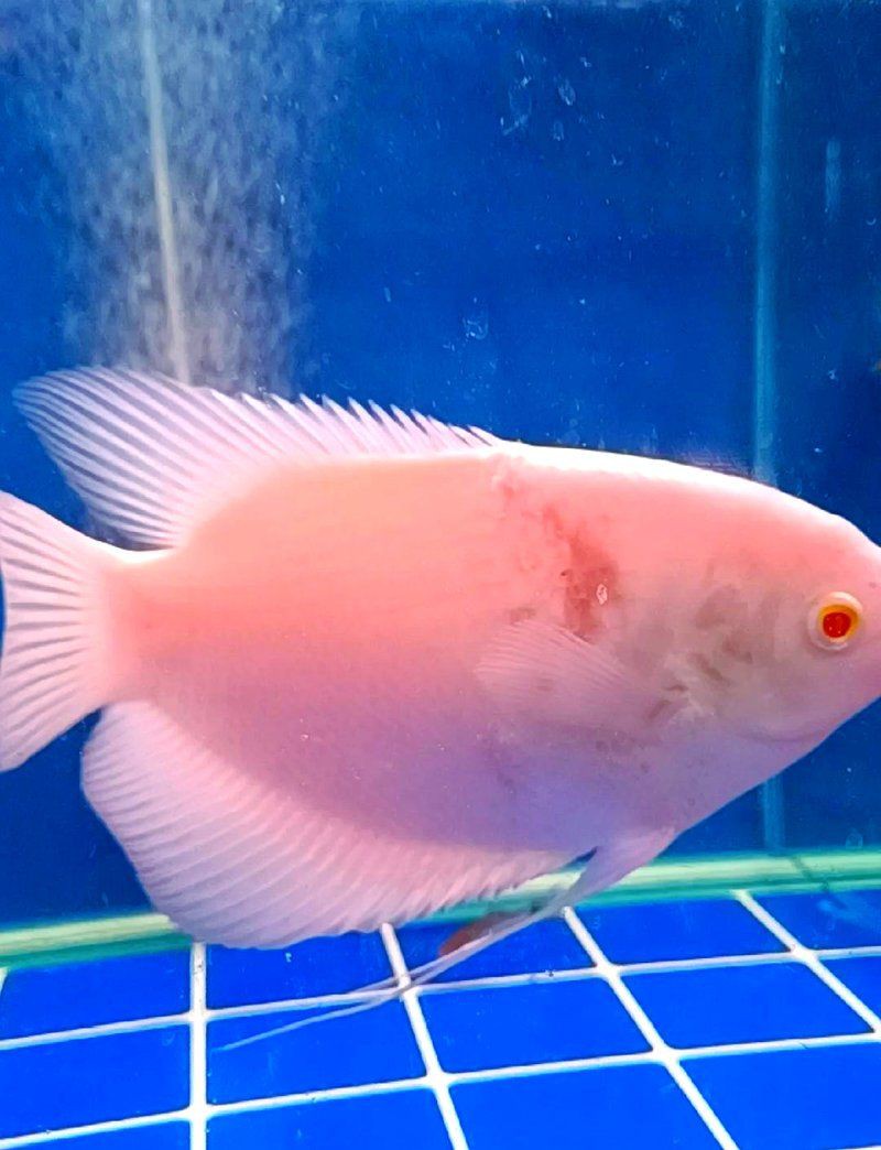 魚身上破皮了會自愈嗎【魚受傷后能自愈嗎】