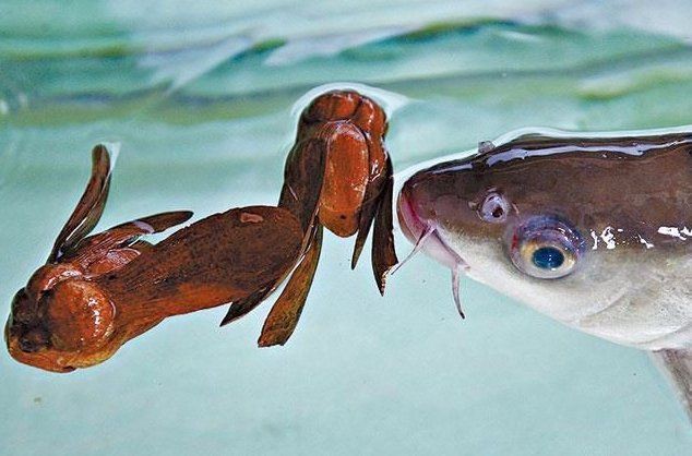 馬來忘不了魚電視劇后續【“馬來忘不了魚電視劇后續”具體劇情發展或官方續集信息】