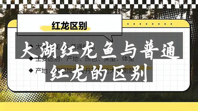 如何辨別紅龍魚的品種【天天看魚看草,你是否會鑒別龍魚品種,一起來看一看這些你會區分嗎】